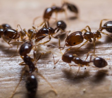 Ants Mobile Header