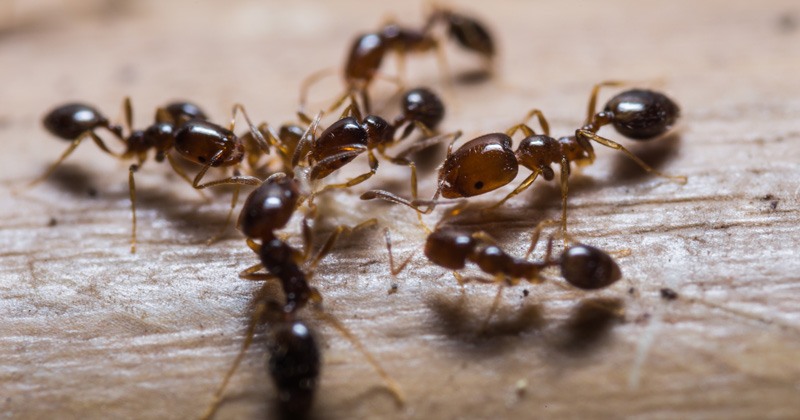 Ants Header