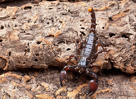 Bark Scorpion stinger tail raised