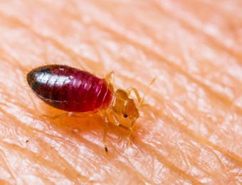 Bedbugs Treatment