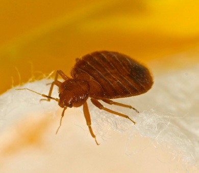 Js Pest Control Bed Bug Treatment, Four Queens Las Vegas Bed Bugs 2019