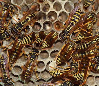 Bees Hornets Wasps Mobile Header