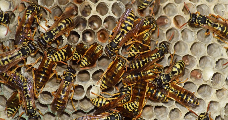 Bees Hornets Wasps Header