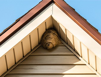 Hive attached to house