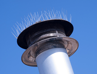 Bird Spikes