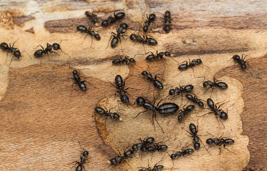 Carpenter ants crawling on wood