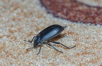 Carpet Beetles Signs