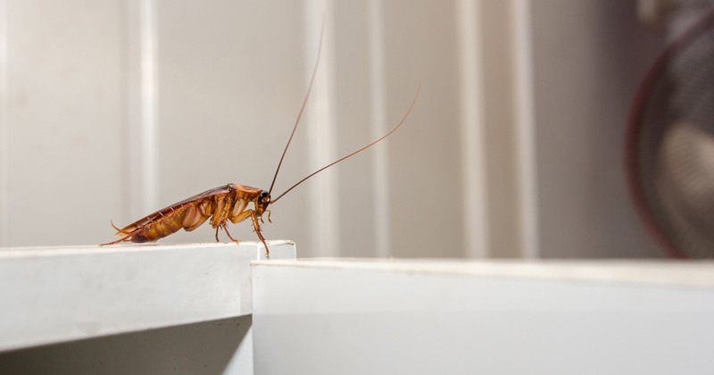 Cockroach Header