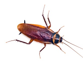 German Cockroach on white background