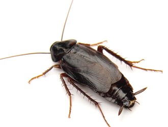 Oriental cockroach on white background