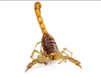 Giant Desert Hair Scorpion