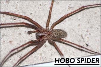 Black Widow Spider Exterminators Las Vegas Henderson Nevada
