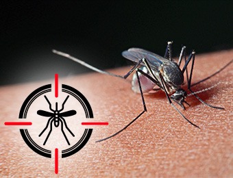Mosquito up close biting with mosquito icon in cross hairs