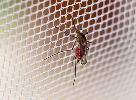 Mosquito on netting