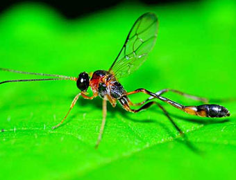 Mud Dauber