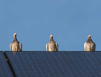 Pigeons on solar panels in urban area