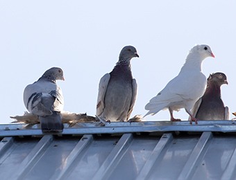Pigeons on trestle