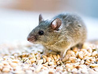 Rodent Control Las Vegas NV - Rat and Mice Exterminator