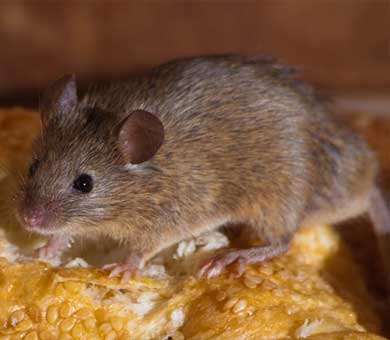 JS Pest Control - Mice and Rat Removal - Las Vegas NV