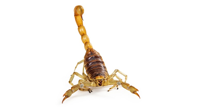 JS Pest Control | Scorpion Control | Las Vegas NV