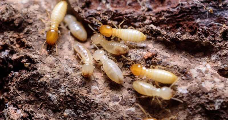 Termites Header