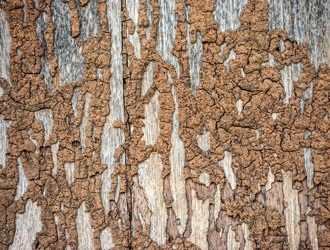 Wood damaged by termites